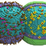 Una c&eacute;lula simulada en las primeras etapas de divisi&oacute;n. La mitad izquierda muestra el citoplasma (cubos azules), mol&eacute;culas de la maquinaria de degradaci&oacute;n de ARNm (rosa) y transportadores de az&uacute;car (marr&oacute;n). La mitad derecha a&ntilde;ade la membrana (verde) y los ribosomas (amarillo/rojo). De la Figura 1 del art&iacute;culo, "Bringing the genetically minimal cell to life on a computer in 4D". Revista: Cell. DOI: 10.1016/j.cell.2026.02.009