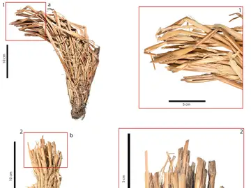 Arqueólogos de la Universidad de Las Palmas de Gran Canaria han descubierto en un yacimiento del Roque Bentayga una colección de herramientas de piedra que incluye una hasta ahora nunca documentada entre los antiguos canarios: una lasca que fue empleada como hoz para cosechar cereales. En la imagen, una lasca de piedra con marcas de desgaste por haberla utilizado para cortar cereales Arqueólogos de la Universidad de Las Palmas de Gran Canaria han descubierto en un yacimiento del Roque Bentayga una colección de herramientas de piedra que incluye una hasta ahora nunca documentada entre los antiguos canarios: una lasca que fue empleada como hoz para cosechar cereales. En la imagen, una lasca de piedra con marcas de desgaste por haberla utilizado para cortar cereales