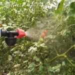 Los productores almerienses demandan que se aprueben nuevos tratamientos contra el pulg&oacute;n