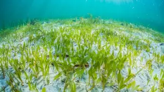 Detectan por primera vez en Baleares una planta marina invasora de origen tropical (Foto de ARCHIVO) Imagen de la planta marina invasora, Halophila stipulacea. REMITIDA / HANDOUT por IMEDEA Fotografía remitida a medios de comunicación exclusivamente para ilustrar la noticia a la que hace referencia la imagen, y citando la procedencia de la imagen en la firma 01/01/1970