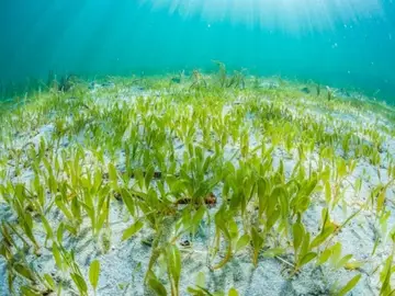 Detectan por primera vez en Baleares una planta marina invasora de origen tropical (Foto de ARCHIVO) Imagen de la planta marina invasora, Halophila stipulacea. REMITIDA / HANDOUT por IMEDEA Fotografía remitida a medios de comunicación exclusivamente para ilustrar la noticia a la que hace referencia la imagen, y citando la procedencia de la imagen en la firma 01/01/1970
