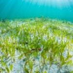 Detectan por primera vez en Baleares una planta marina invasora de origen tropical