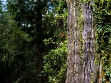 Ciet&iacute;ficos no dan cr&eacute;dito a lo que encontraron debajo de uno de los &aacute;rboles m&aacute;s antiguos de la Tierra: "Es asombroso"