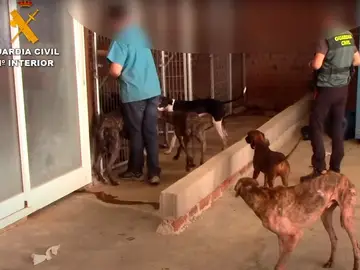 Imagen de la operación desarrollada en 2022 por la Guardia Civil en la nave de Humanes, en la que se encontraron 60 cadáveres de animales Imagen de la operación desarrollada en 2022 por la Guardia Civil en la nave de Humanes, en la que se encontraron 60 cadáveres de animales