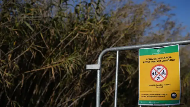 Economía.- Barcelona cierra totalmente Collserola y prohíbe su actividad lúdica tras hallar un positivo de peste porcina Economía.- Barcelona cierra totalmente Collserola y prohíbe su actividad lúdica tras hallar un positivo de peste porcina