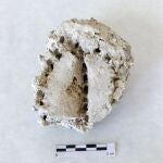 El hallazgo de un card&oacute;n f&oacute;sil en G&uuml;&iacute;mar (Tenerife) revela cambios en la vegetaci&oacute;n tras una erupci&oacute;n hace 312.000 a&ntilde;os