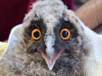 Este polluelo es la primera cr&iacute;a rapaz del a&ntilde;o