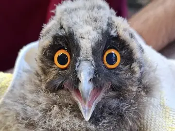 Este polluelo es la primera cría rapaz del año Este polluelo es la primera cría rapaz del año