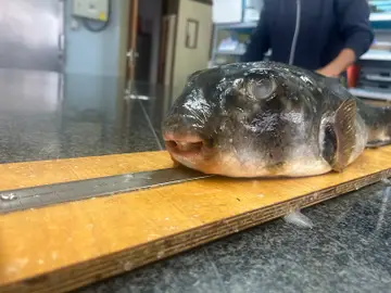 Una de las especies hallada. Una de las especies hallada.