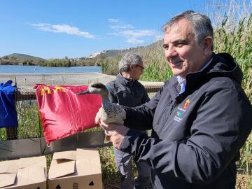 El consejero de Medio Ambiente, Universidades, Investigaci&oacute;n y Mar Menor, Juan Mar&iacute;a V&aacute;zquez, se dispone a liberar un ejemplar de cerceta pardilla