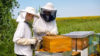 Imagen de archivo sobre el sector apícola Imagen de archivo sobre el sector apícola