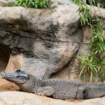 Llega a Bioparc Fuengirola un nuevo macho del cocodrilo m&aacute;s peque&ntilde;o del planeta