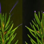 Hojas de un &aacute;rbol brillando