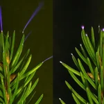 Hojas de un árbol brillando