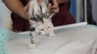 Imagen de archivo de un gato con problemas de salud