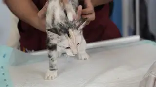 Imagen de archivo de un gato con problemas de salud Imagen de archivo de un gato con problemas de salud