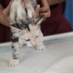 Imagen de archivo de un gato con problemas de salud