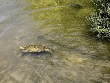 MADRID.-La Comunidad prevé iniciar en verano trámites del nuevo catálogo de especies protegidas tras 30 años sin actualización MADRID.-La Comunidad prevé iniciar en verano trámites del nuevo catálogo de especies protegidas tras 30 años sin actualización