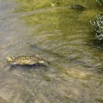 MADRID.-La Comunidad prev&eacute; iniciar en verano tr&aacute;mites del nuevo cat&aacute;logo de especies protegidas tras 30 a&ntilde;os sin actualizaci&oacute;n