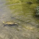 MADRID.-La Comunidad prevé iniciar en verano trámites del nuevo catálogo de especies protegidas tras 30 años sin actualización