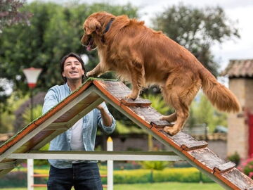 Las 7 mejores aplicaciones para entrenar a tu perro clickers silbatos consejos y mas