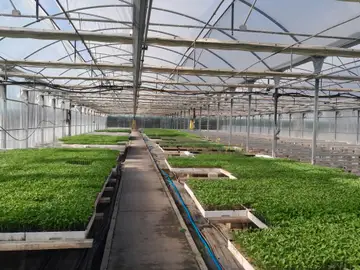 Madrid ofrece a los agricultores 55.000 plantones de variedades hortícolas autóctonas para garantizar su conservación Madrid ofrece a los agricultores 55.000 plantones de variedades hortícolas autóctonas para garantizar su conservación