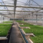 Madrid ofrece a los agricultores 55.000 plantones de variedades hort&iacute;colas aut&oacute;ctonas para garantizar su conservaci&oacute;n