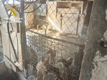 Perros localizados en Moa&ntilde;a.REMITIDA / HANDOUT por Guardia CivilFotograf&iacute;a remitida a medios de comunicaci&oacute;n exclusivamente para ilustrar la noticia a la que hace referencia la imagen, y citando la procedencia de la imagen en la firma16/03/2026