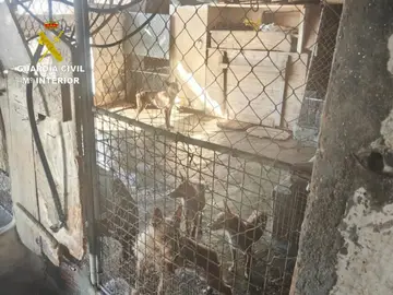 Perros localizados en Moaña. Perros localizados en Moaña.REMITIDA / HANDOUT por Guardia CivilFotografía remitida a medios de comunicación exclusivamente para ilustrar la noticia a la que hace referencia la imagen, y citando la procedencia de la imagen en la firma16/03/2026