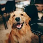 Imagen de archivo de Golden Retriever