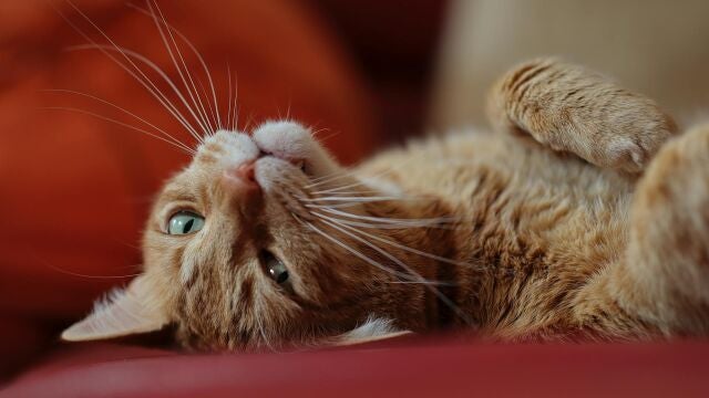 Cu&aacute;nto tiempo puede estar mi gato solo en Semana Santa: consejos y kit de supervivencia