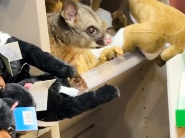 In this image taken from video, a living Australian brushtail possum sits on the display shelf at a terminal shop at Hobart Airport in Hobart, Australia, Wednesday, March 18, 2026. (Melissa Oddie via AP)