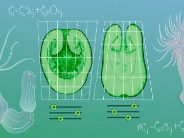 Inspir&aacute;ndose en las teor&iacute;as de D&rsquo;Arcy Thompson, los cient&iacute;ficos combinaron enfoques te&oacute;ricos y experimentales para establecer los &lsquo;mecanotipos&rsquo; como los v&iacute;nculos f&iacute;sicos entre los genes y las formas corporales. En la imagen se muestran secciones transversales de larvas de Nematostella (izquierda) y Aiptasia (derecha), con los controles debajo representando los m&oacute;dulos mec&aacute;nicos cuya combinaci&oacute;n da lugar al mecanotipo de un organismo.