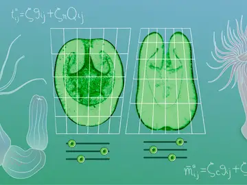 Inspirándose en las teorías de D’Arcy Thompson, los científicos combinaron enfoques teóricos y experimentales para establecer los ‘mecanotipos’ como los vínculos físicos entre los genes y las formas corporales. En la imagen se muestran secciones transversales de larvas de Nematostella (izquierda) y Aiptasia (derecha), con los controles debajo representando los módulos mecánicos cuya combinación da lugar al mecanotipo de un organismo. Inspirándose en las teorías de D’Arcy Thompson, los científicos combinaron enfoques teóricos y experimentales para establecer los ‘mecanotipos’ como los vínculos físicos entre los genes y las formas corporales. En la imagen se muestran secciones transversales de larvas de Nematostella (izquierda) y Aiptasia (derecha), con los controles debajo representando los módulos mecánicos cuya combinación da lugar al mecanotipo de un organismo.