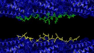 El Alzheimer podr&iacute;a no empezar como cre&iacute;amos: dos prote&iacute;nas &ldquo;luchan&rdquo; dentro del cerebro
