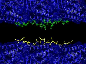 El Alzheimer podría no empezar como creíamos: dos proteínas “luchan” dentro del cerebro El Alzheimer podría no empezar como creíamos: dos proteínas “luchan” dentro del cerebro