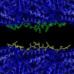 El Alzheimer podr&iacute;a no empezar como cre&iacute;amos: dos prote&iacute;nas &ldquo;luchan&rdquo; dentro del cerebro