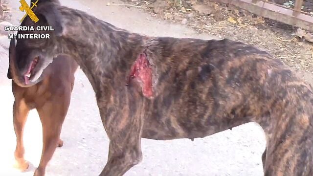 Una protectora de animales pide investigar al 'Vampiro de Humanes' por posible quebrantamiento de medidas cautelares
