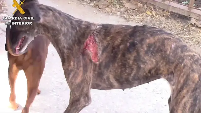 Una protectora de animales pide investigar al 'Vampiro de Humanes' por posible quebrantamiento de medidas cautelares Una protectora de animales pide investigar al 'Vampiro de Humanes' por posible quebrantamiento de medidas cautelares