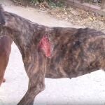 Una protectora de animales pide investigar al 'Vampiro de Humanes' por posible quebrantamiento de medidas cautelares