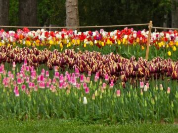 Parece Amsterdam pero no lo es: el parque que tiene m&aacute;s de 3,5 millones de tulipanes