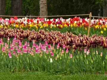 Parece Amsterdam pero no lo es: el parque que tiene más de 3,5 millones de tulipanes Parece Amsterdam pero no lo es: el parque que tiene más de 3,5 millones de tulipanes