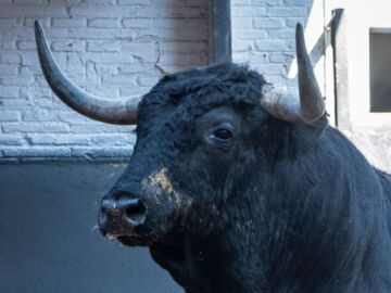 Estos son los imponentes toros de Cuadri que abren la temporada hoy en Las Ventas (orden de lidia y toreros)