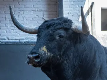 Estos son los imponentes toros de Cuadri que abren la temporada hoy en Las Ventas (orden de lidia y toreros) Estos son los imponentes toros de Cuadri que abren la temporada hoy en Las Ventas (orden de lidia y toreros)