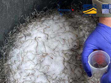 La Guardia Civil desmantela una red de tr&aacute;fico ilegal de angulas