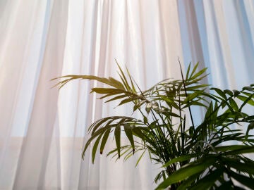 Estas tres plantas son ideales para el dormitorio: cu&aacute;les son sus propiedades para dormir mejor en primavera