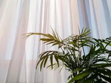 Estas tres plantas son ideales para el dormitorio: cuáles son sus propiedades para dormir mejor en primavera Estas tres plantas son ideales para el dormitorio: cuáles son sus propiedades para dormir mejor en primavera