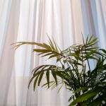 Estas tres plantas son ideales para el dormitorio: cu&aacute;les son sus propiedades para dormir mejor en primavera