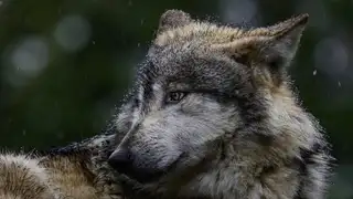 El Defensor del Pueblo defiende priorizar las indemnizaciones "justas y rápidas" a los ganaderos frente a abatir lobos El Defensor del Pueblo defiende priorizar las indemnizaciones "justas y rápidas" a los ganaderos frente a abatir lobos