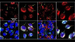 En rojo, el f&aacute;rmaco despu&eacute;s del tratamiento t&eacute;rmico se dispersa por la c&eacute;lula y alcanza el n&uacute;cleo (en azul). REMITIDA / HANDOUT por ICMM Fotograf&iacute;a remitida a medios de comunicaci&oacute;n exclusivamente para ilustrar la noticia a la que hace referencia la imagen, y citando la procedencia de la imagen en la firma 24/03/2026